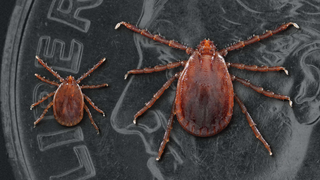 Oh Great, Americans Have a New Tick to Worry About